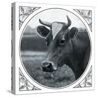 Cow Photograph-The Saturday Evening Post-Stretched Canvas