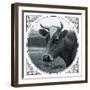 Cow Photograph-The Saturday Evening Post-Framed Giclee Print