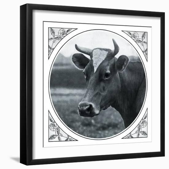 Cow Photograph-The Saturday Evening Post-Framed Giclee Print