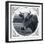 Cow Photograph-The Saturday Evening Post-Framed Giclee Print