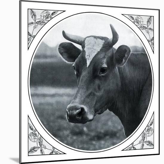 Cow Photograph-The Saturday Evening Post-Mounted Giclee Print