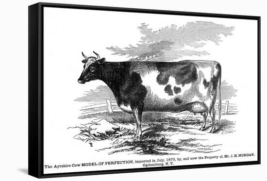 Cow Portrait 2-The Saturday Evening Post-Framed Stretched Canvas