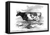 Cow Portrait 2-The Saturday Evening Post-Framed Stretched Canvas