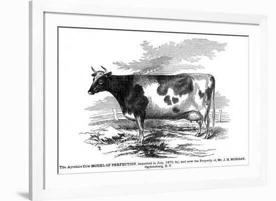 Cow Portrait 2-The Saturday Evening Post-Framed Giclee Print