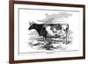 Cow Portrait 2-The Saturday Evening Post-Framed Giclee Print