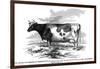 Cow Portrait 2-The Saturday Evening Post-Framed Giclee Print