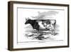 Cow Portrait 2-The Saturday Evening Post-Framed Giclee Print