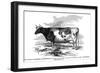 Cow Portrait 2-The Saturday Evening Post-Framed Giclee Print