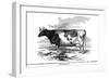 Cow Portrait 2-The Saturday Evening Post-Framed Giclee Print