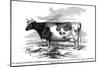 Cow Portrait 2-The Saturday Evening Post-Mounted Giclee Print