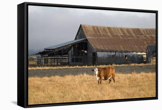 Cow Portrait-Lance Kuehne-Framed Stretched Canvas