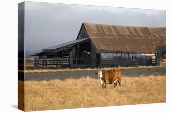 Cow Portrait-Lance Kuehne-Stretched Canvas