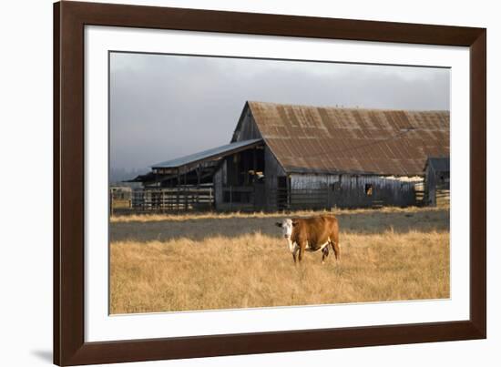 Cow Portrait-Lance Kuehne-Framed Photographic Print