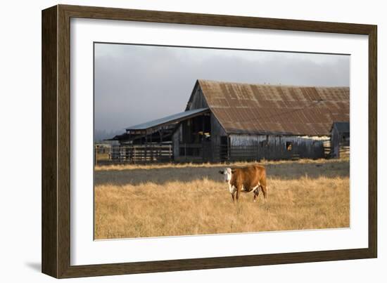 Cow Portrait-Lance Kuehne-Framed Photographic Print