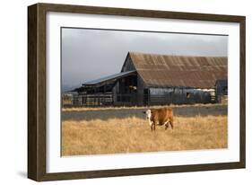 Cow Portrait-Lance Kuehne-Framed Photographic Print