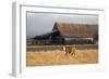 Cow Portrait-Lance Kuehne-Framed Photographic Print