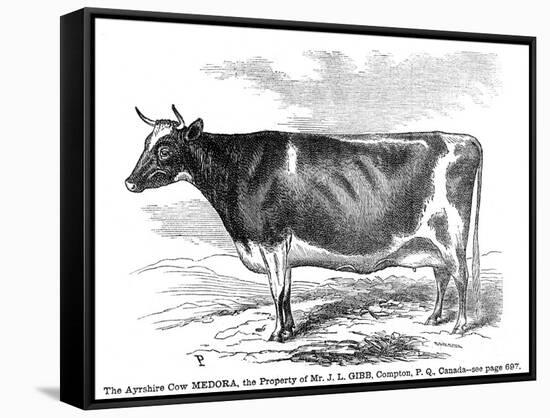 Cow Portrait-The Saturday Evening Post-Framed Stretched Canvas