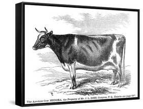 Cow Portrait-The Saturday Evening Post-Framed Stretched Canvas