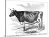 Cow Portrait-The Saturday Evening Post-Stretched Canvas