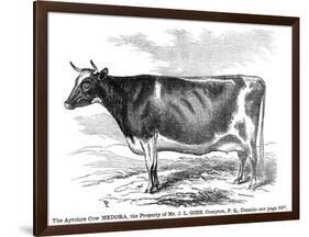 Cow Portrait-The Saturday Evening Post-Framed Giclee Print