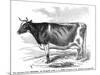 Cow Portrait-The Saturday Evening Post-Mounted Giclee Print