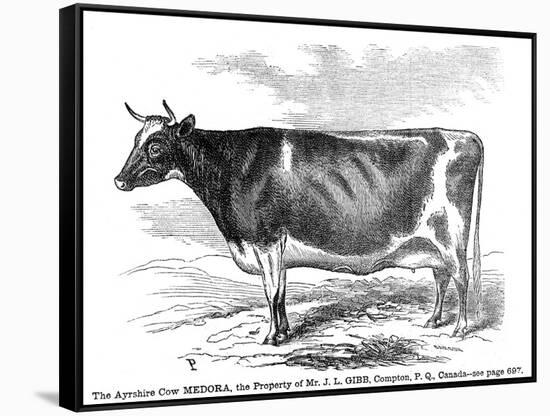 Cow Portrait-The Saturday Evening Post-Framed Stretched Canvas