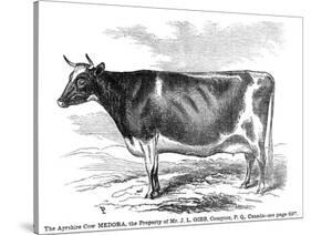 Cow Portrait-The Saturday Evening Post-Stretched Canvas