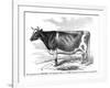 Cow Portrait-The Saturday Evening Post-Framed Premium Giclee Print