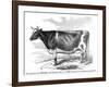 Cow Portrait-The Saturday Evening Post-Framed Premium Giclee Print
