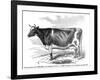 Cow Portrait-The Saturday Evening Post-Framed Premium Giclee Print