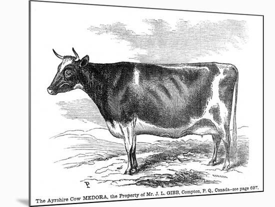 Cow Portrait-The Saturday Evening Post-Mounted Premium Giclee Print