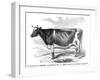 Cow Portrait-The Saturday Evening Post-Framed Giclee Print