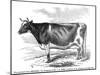 Cow Portrait-The Saturday Evening Post-Mounted Giclee Print