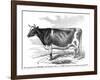 Cow Portrait-The Saturday Evening Post-Framed Giclee Print