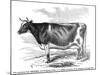 Cow Portrait-The Saturday Evening Post-Mounted Giclee Print