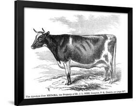 Cow Portrait-The Saturday Evening Post-Framed Giclee Print