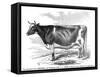 Cow Portrait-The Saturday Evening Post-Framed Stretched Canvas