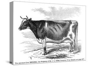 Cow Portrait-The Saturday Evening Post-Stretched Canvas