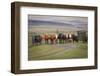 Cow Portrait-Belinda Shi-Framed Photographic Print