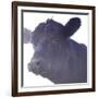 Cow Posing 2-null-Framed Photographic Print