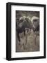 Cow Posing For You-null-Framed Photographic Print