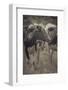 Cow Posing For You-null-Framed Photographic Print