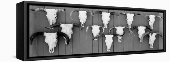 Cow Skulls Hanging on Planks, Taos, New Mexico, USA-null-Framed Stretched Canvas