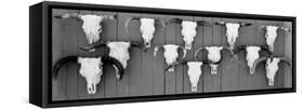 Cow Skulls Hanging on Planks, Taos, New Mexico, USA-null-Framed Stretched Canvas