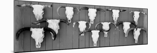 Cow Skulls Hanging on Planks, Taos, New Mexico, USA-null-Mounted Photographic Print