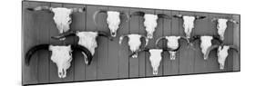 Cow Skulls Hanging on Planks, Taos, New Mexico, USA-null-Mounted Photographic Print