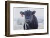 Cow Soft Youngin-null-Framed Photographic Print