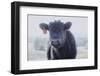 Cow Soft Youngin-null-Framed Photographic Print