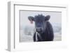 Cow Soft Youngin-null-Framed Photographic Print