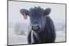 Cow Soft Youngin-null-Mounted Photographic Print